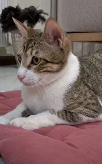 گربه یکساله، واکسینه و عقیم شده. نر