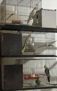 معاوظه عروس با کبوتر
