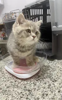 گربه اسکاتیچ