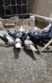 کود کبوتر خالص و خشک