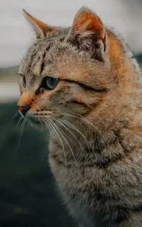 فروش جفت گربه ۱۰۰ درصد تضمینی