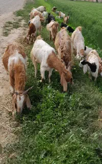 به سرقت رفتن