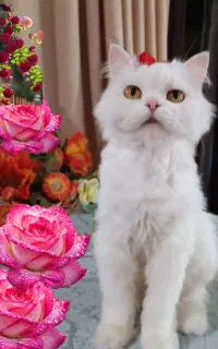 گربه پرشین
