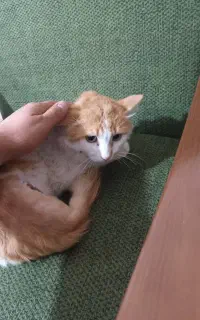 واگذاری گربه DSH