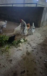 ۲خروس و۳ مرغ عروس پنگونی