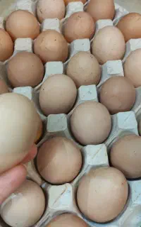 فروش تخم مرغ محلی پروش خانگی