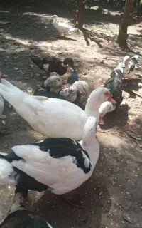 فروش کلی اردک اسرائیلی