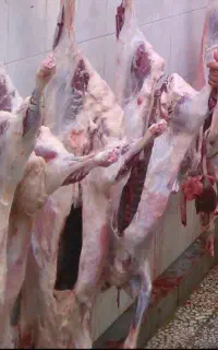 قصاب و سلاخ(گنبد)