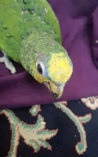 جوجه آمازون پیشانی زرد سرلاکی دو ماه و نیمه