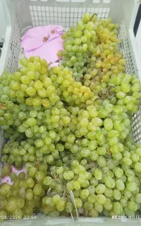 میوه های حراجی