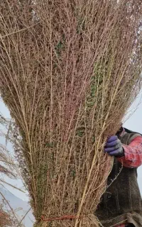 جارو محلی یاصنوبری