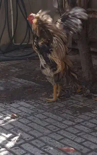 خروس لاری و مرغ لاری