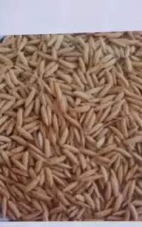 شلتوک بذری درجه ۱