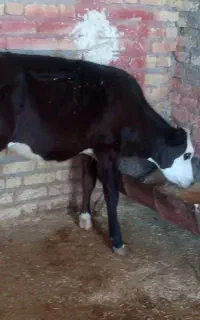 گوساله ماده سیمینتال