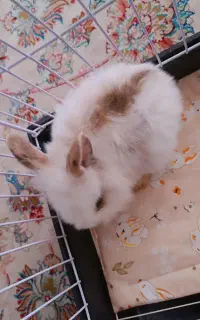 خرگوش لوپ اصلی تمیز