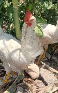 جوجه خروس