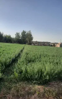 زمین فروشی  کشاورزی گوهرکوه