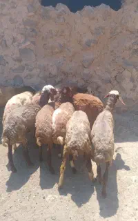 ۱۰راس بره ماده درجه یک