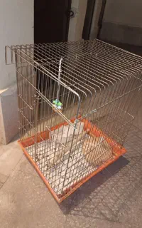 قفس پرنده