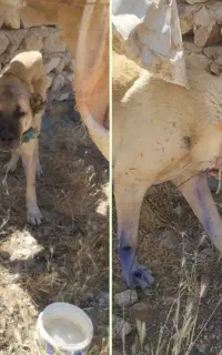 سگ سرابی گمشده