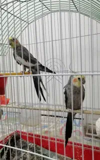 یک جفت عروس هلندی خوشگل