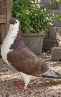 خال ساده پرشی جفتگاه نرو ماده کبوتر