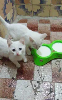 فروش دوتا بچه گربه