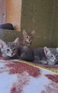 وا گذاری بچه گربه (رایگان)