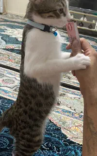 گربه