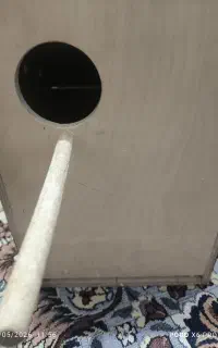 لونه طوطی برزیلی