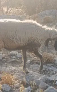 شیشک میش بره دار