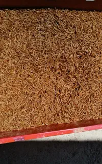 میلورم خشک
