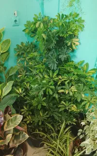 گل گیاه طبیعی تکی بخر به قیمت تولیدی ببر