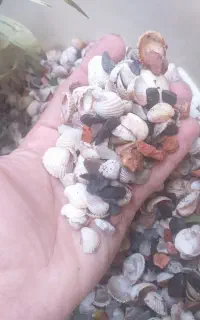 چندین مدل و صدف آکواریوم