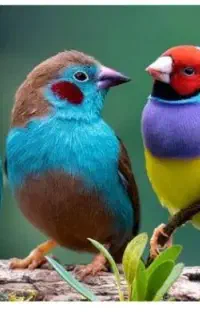 یک پرنده زینتی پیدا شده