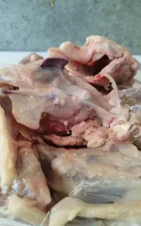 اسکلت مرغ