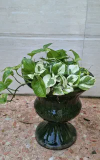 گیاه پتوس ابلق