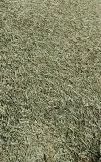 کاه یونجه درجه یک