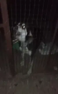 سگ نر پژدر سنی نداره نسبتاً تولس مناسب همه موارد