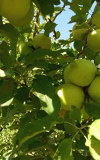 فروش سیب کلی