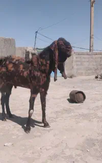 سلام دوستان یک عدد نر بزه پاکستانی