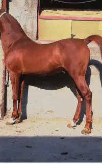 نریان 8به 9 فروشی