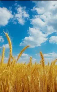خرید و فروش خوراک دام طیور