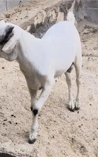 فروش سومال اصل