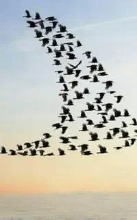 پرنده پیدا شده است