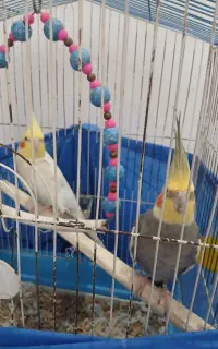 پرنده