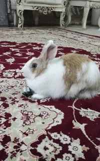 خرگوش ماده زیبا