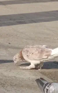 کبوتر پیدا شده