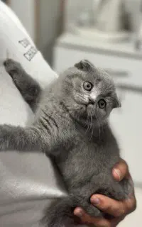 اسکاتیش - بریتیش بلو