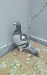کبوتر پلاکی باخ دادم